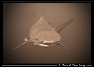 Face to face (Zambezi shark vs Canon G9). by Raoul Caprez 
